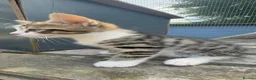 Mixed Breed cats for sale: Beautiful bengal cross kittens in Abbots Langley - Advert 7
