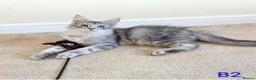 Maine Coon cats for sale: GCCF Shaded Maine Coon Kittens  - Advert 12