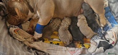 American Bully dogs Exotic Bullies - Advert 2