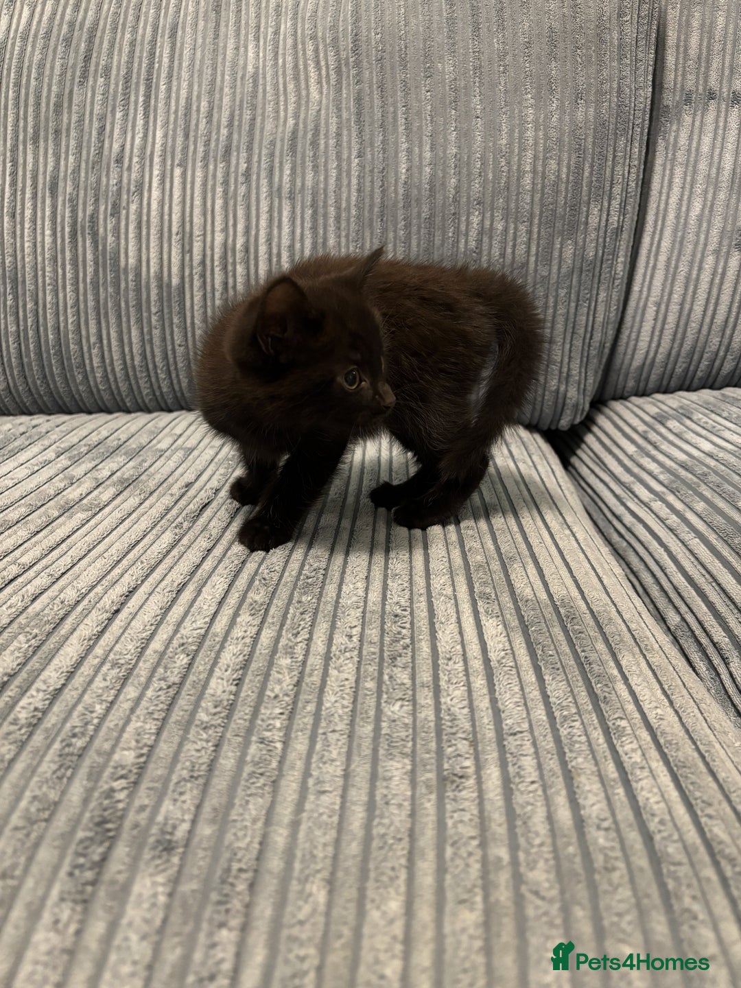 Mixed Breed cats for sale: Adorable Kittens for Sale - Advert 20