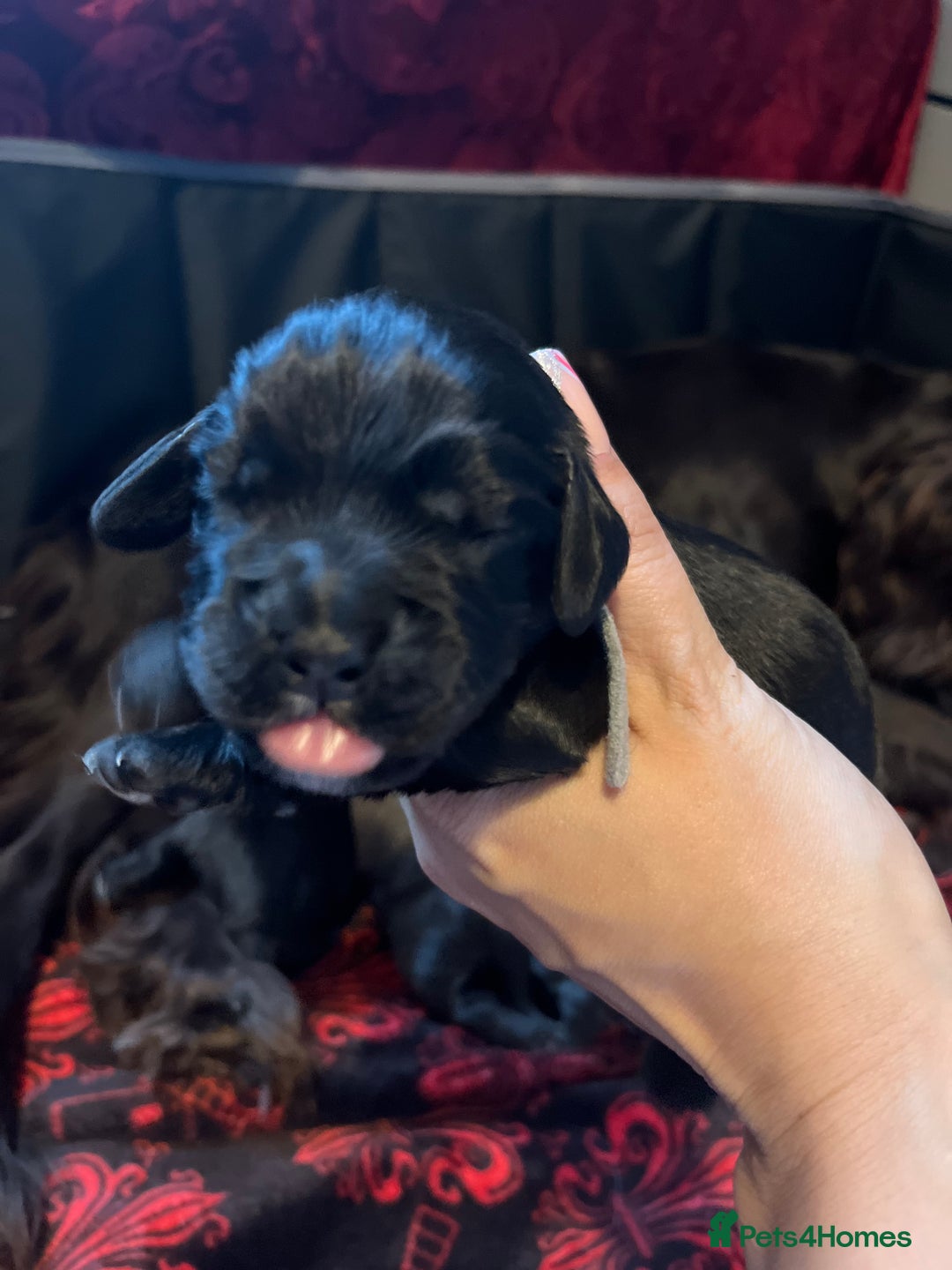 Cocker Spaniel dogs for sale: Cocker spaniels 🐶  - Advert 19