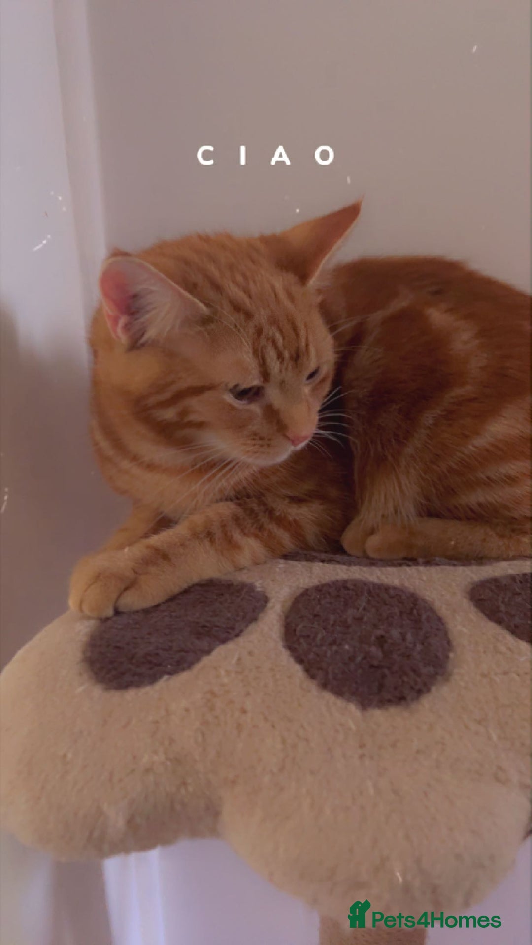 Bengal cats for sale: Those are two adult cat  - Image 2