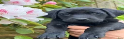 Labrador Retriever dogs for sale: Working Labrador dog puppies - Advert 3