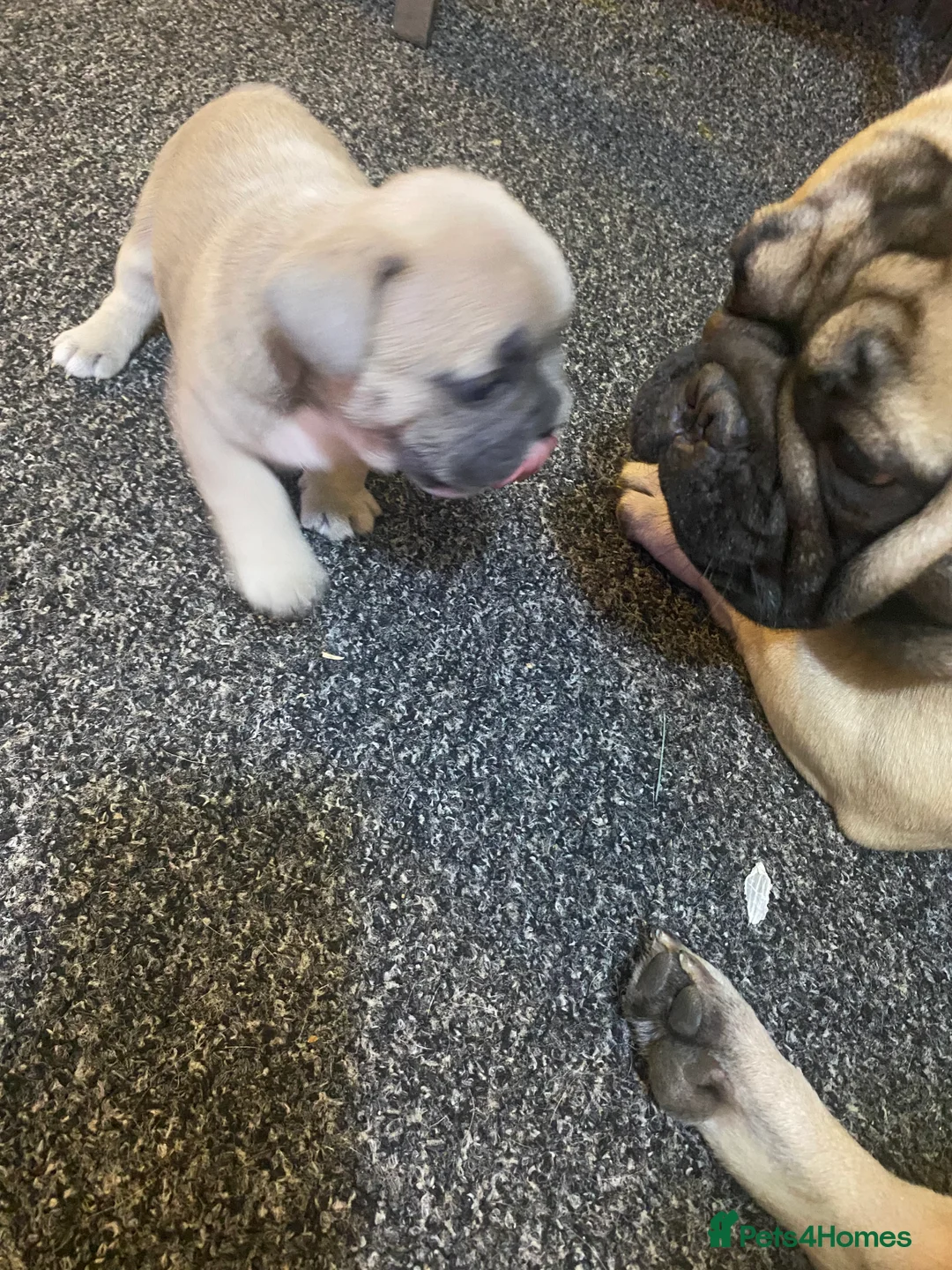 Mixed Breed dogs for sale: French bulldog - Advert 5