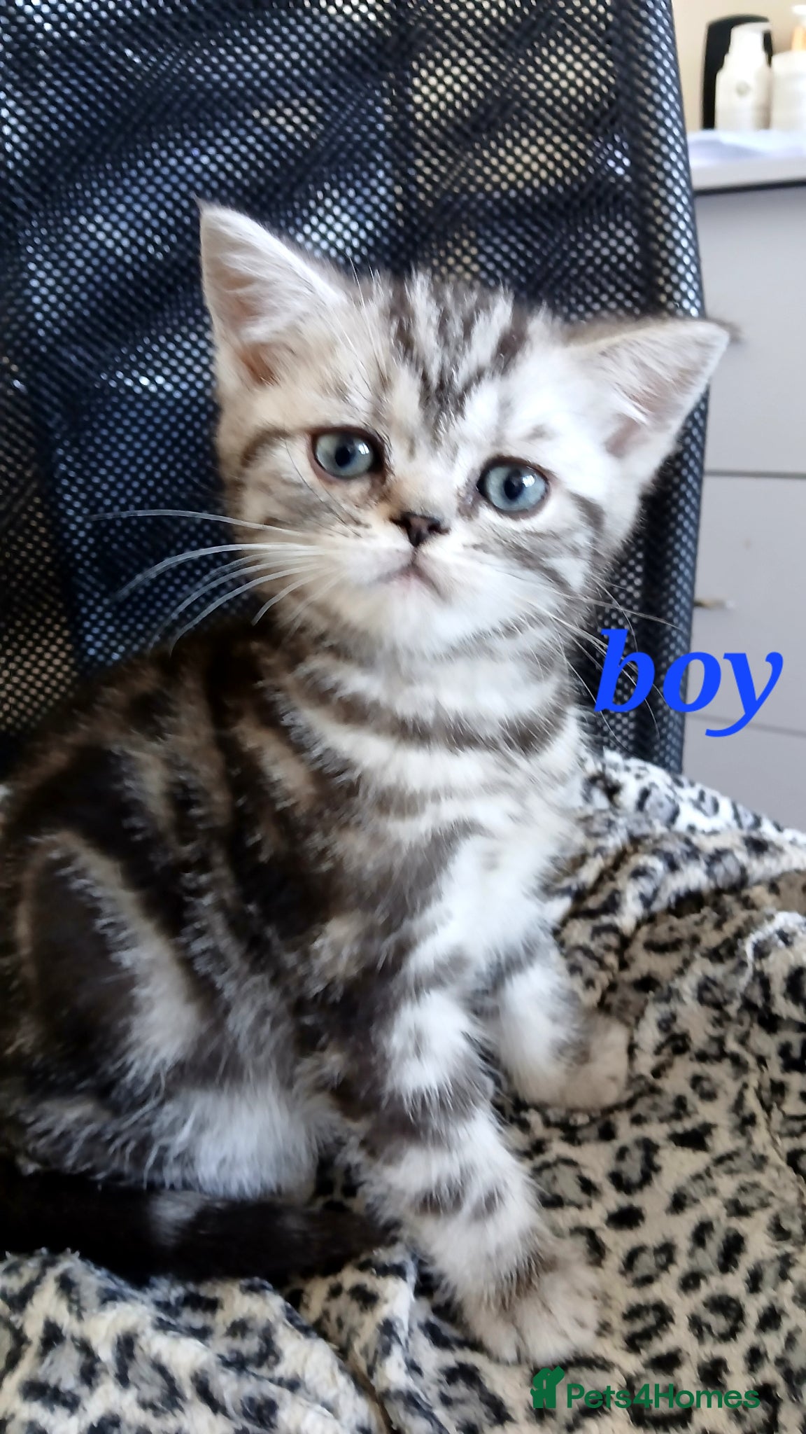 British Shorthair cats Bsh. Silver classic tabby - Advert 4
