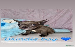 French Bulldog dogs for sale: Stunning French bulldogs 😍 - Image 13