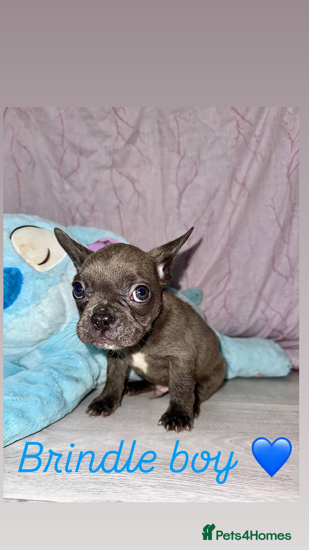 French Bulldog dogs for sale: Stunning French bulldogs 😍 - Image 13