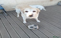 Labrador Retriever dogs for sale: Two older gentlemen seeking home together  - Image 8