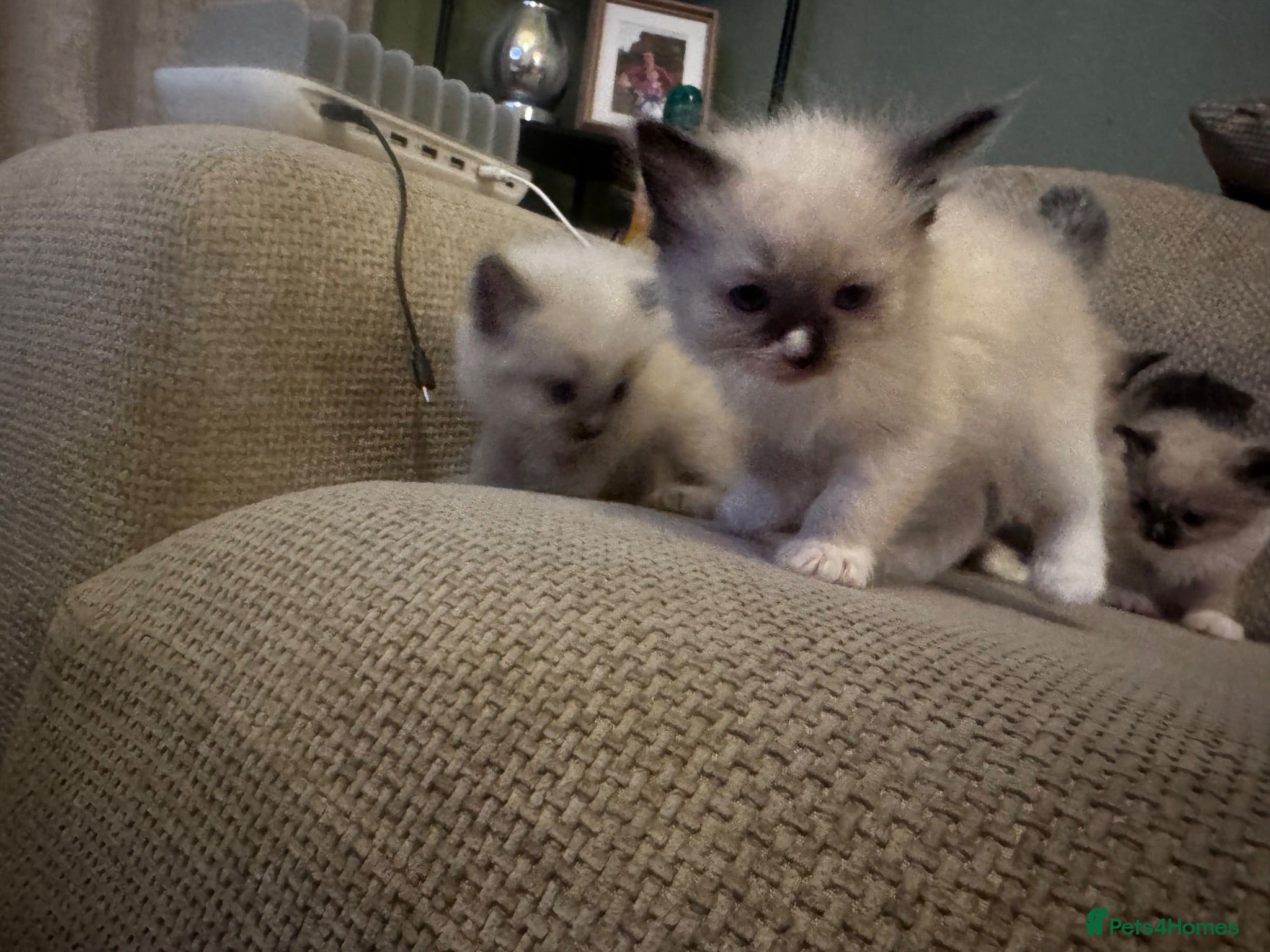 Ragdoll cats Blue ragdolls mitted ragdolls  - Advert 1