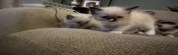 Ragdoll cats for sale: Blue ragdolls mitted ragdolls  - Advert 5