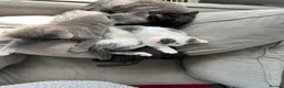 Mixed Breed cats for sale: 4 kittens for sale - Advert 3