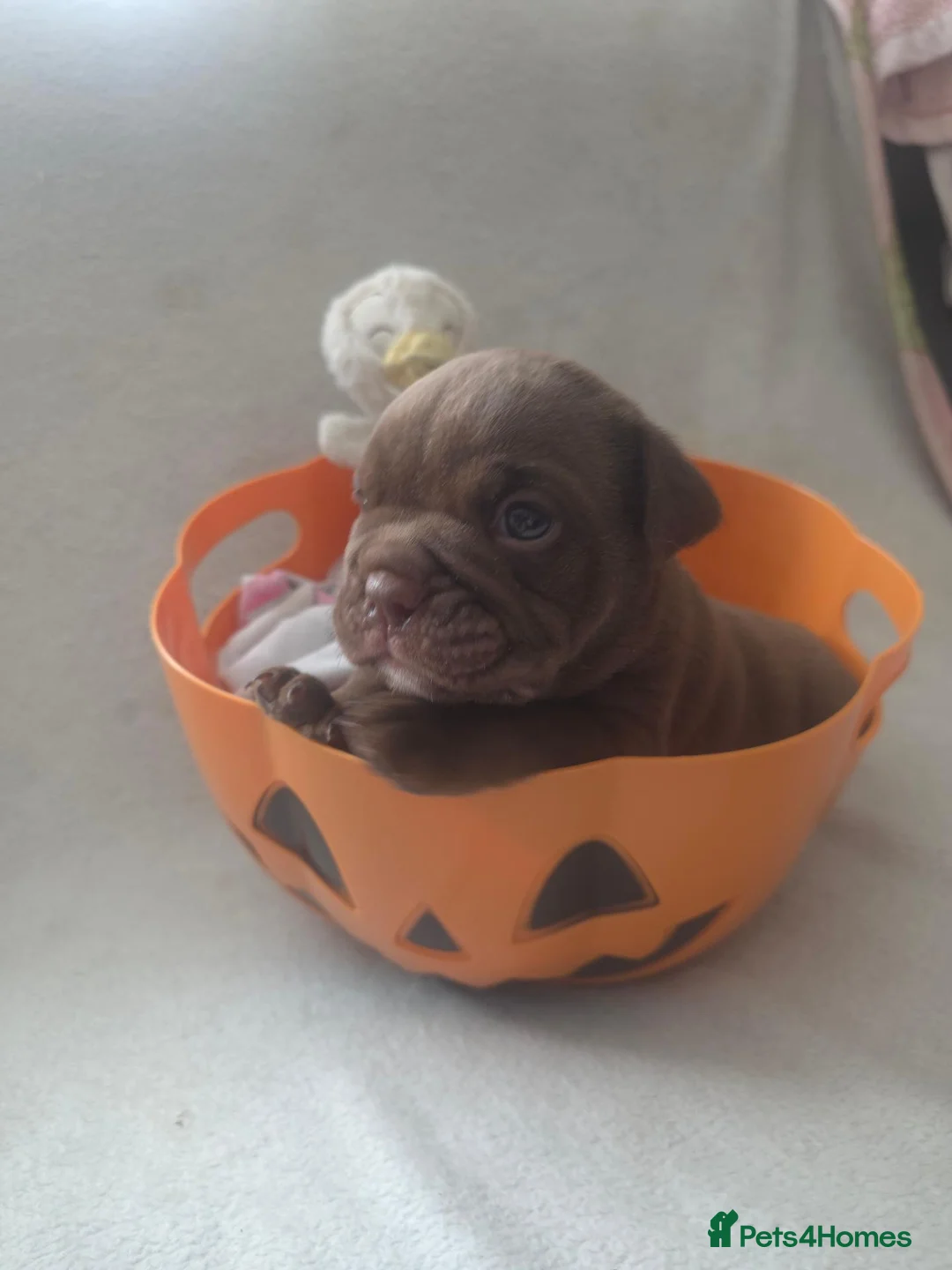 English Bulldog dogs for sale: Stunning DWKC Registered English Bulldog Puppies in Leeds - Advert 13