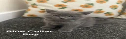 British Shorthair cats for adoption: British Shorthair and Ragdoll Mix Kittens in Walsall - Advert 2
