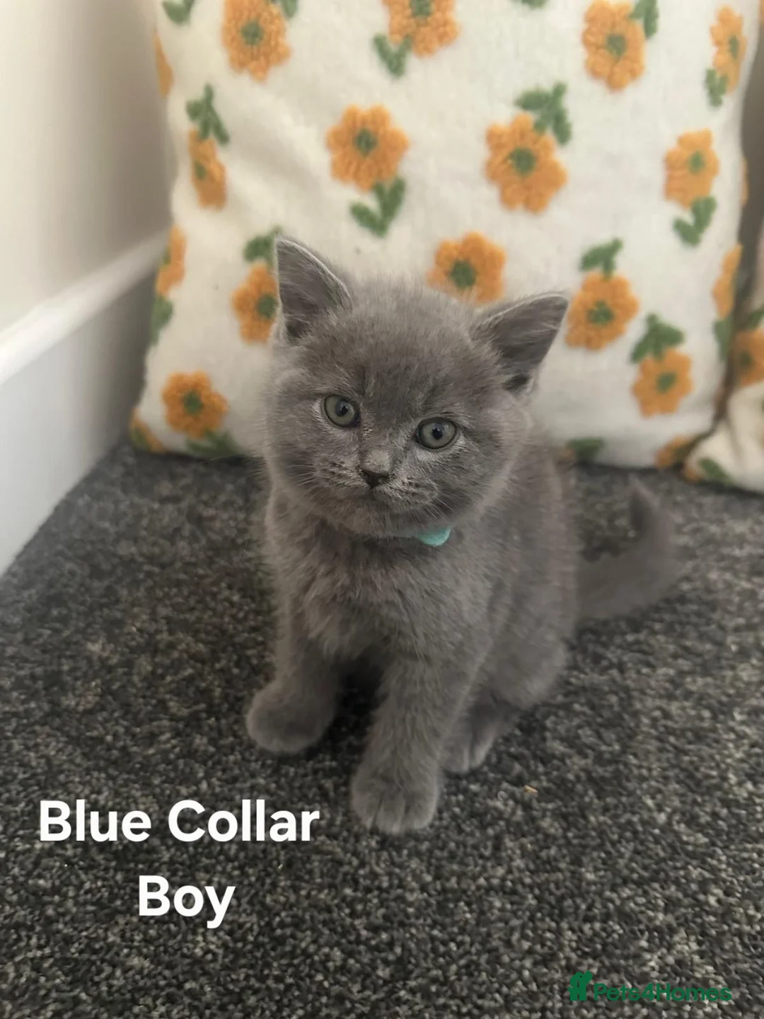 British Shorthair cats for adoption: British Shorthair and Ragdoll Mix Kittens in Walsall - Advert 2