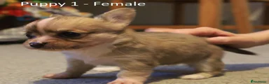 Chihuahua 2