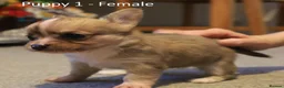 Chihuahua dogs for sale: Chihuahua Puppies in Crawley - Advert 6