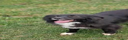 Mixed Breed dogs for adoption: Nala for adoption in Leigh-on-Sea - Advert 3