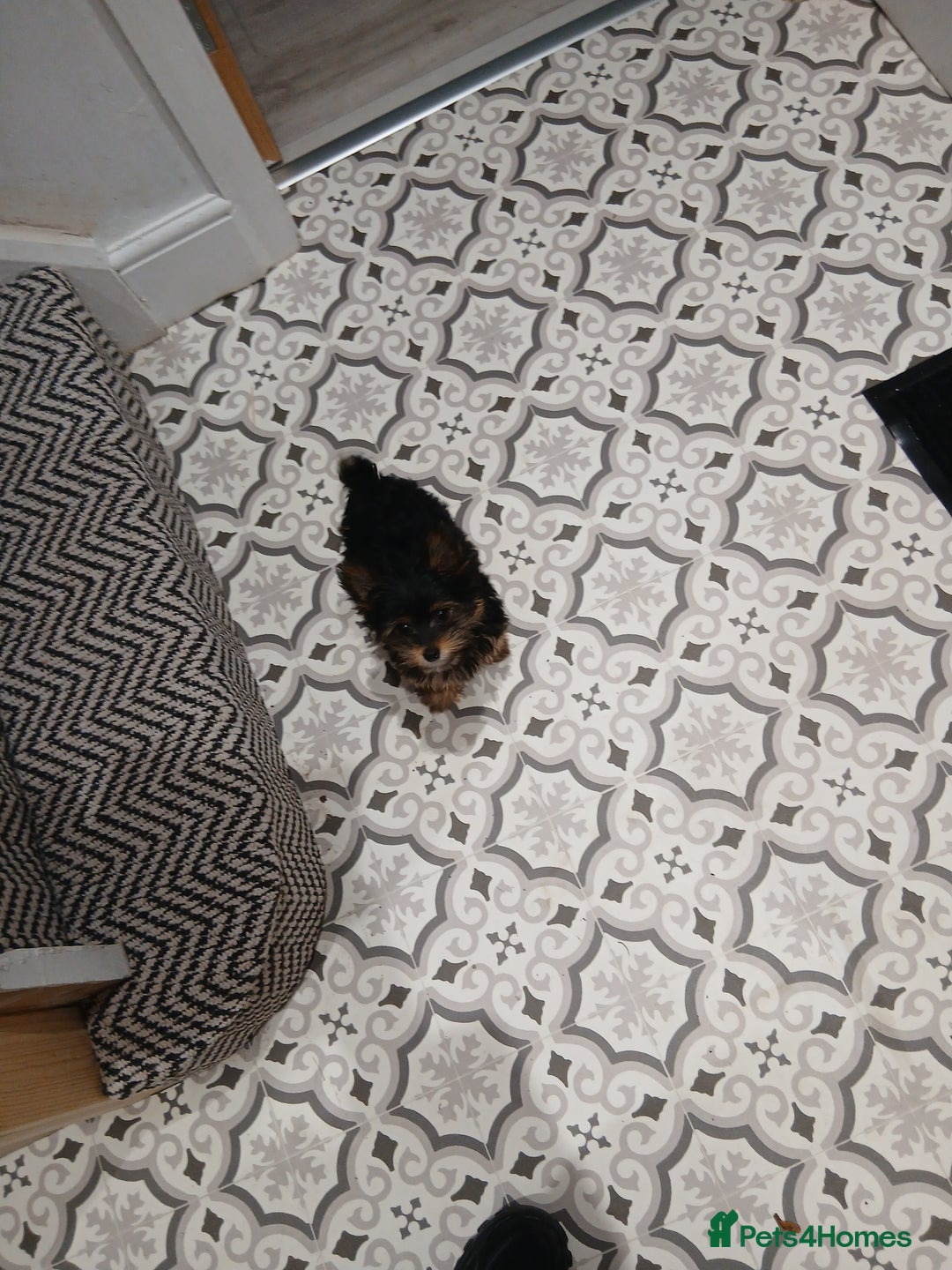 Yorkshire Terrier dogs for sale:  **  Yorkshire Terrier - Advert 3