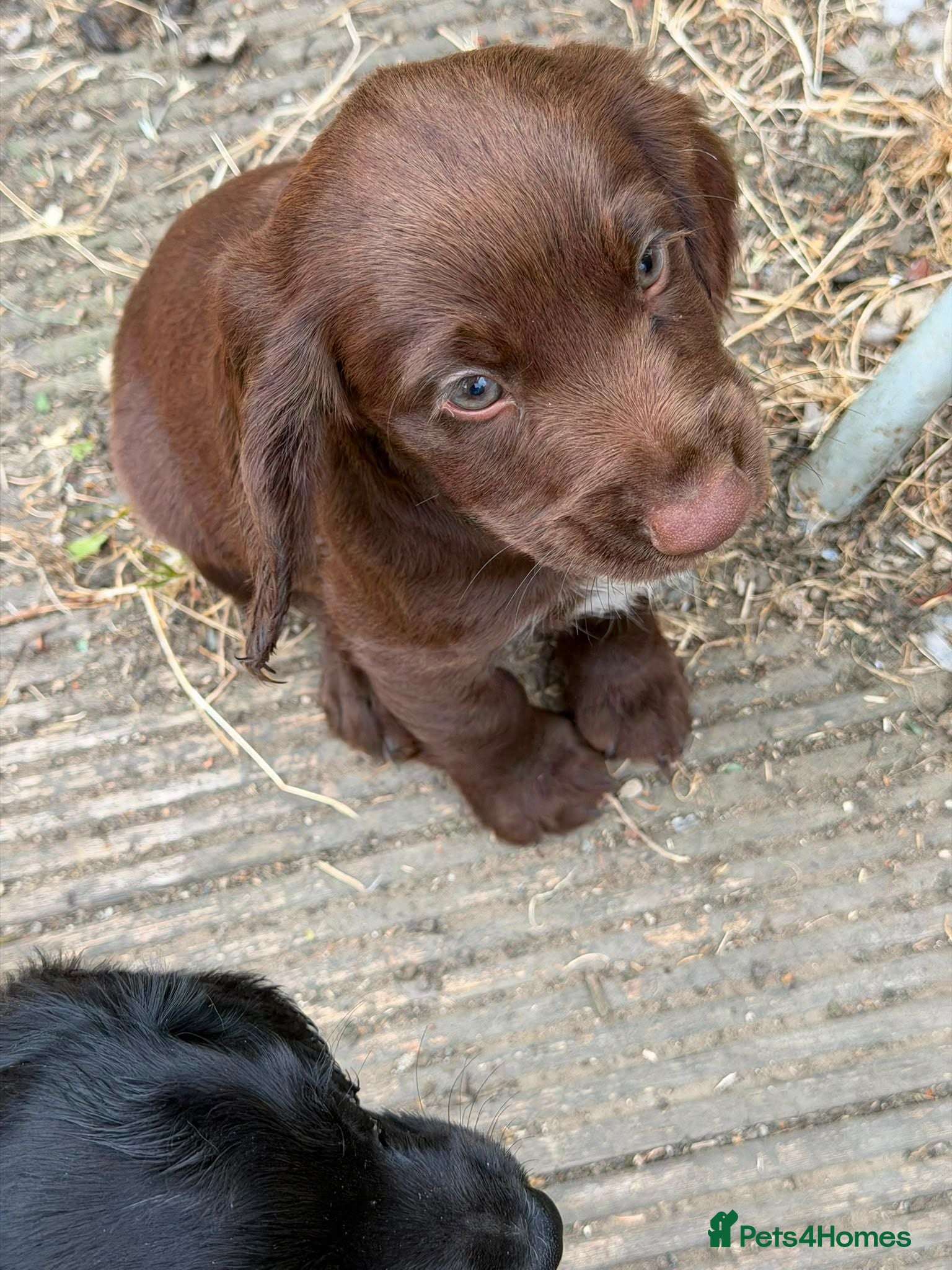 Cocker Spaniel dogs Working Cocker Spaniel Puppies For Sale - Advert 6