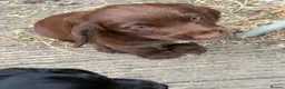 Cocker Spaniel dogs for sale: Working Cocker Spaniel Puppies For Sale - Advert 7