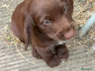 Cocker Spaniel dogs Working Cocker Spaniel Puppies For Sale - Advert 5