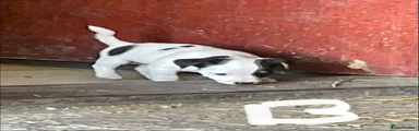 Jack Russell 1