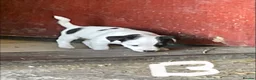 Jack Russell dogs for sale: READY NOW mini jack Russel pups  in Horley - Advert 5