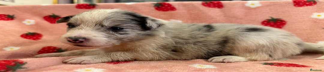 Border Collie Puppy 1