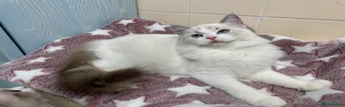 Ragdoll 7
