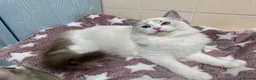 Ragdoll cats for sale: Pure Ragdoll Kitties available ✨ - Advert 13