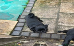 Pug dogs for sale: 2x 14month black pug bitches - Image 5