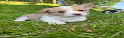 Welsh Corgi Pembroke dogs for sale: Beautiful Natural Bob Tail Pembrokeshire Pups - Advert 14