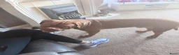 Dogue De Bordeaux dogs for sale: 1 Year Old KC Registered Dogue De Bordeux For Sale - Advert 6