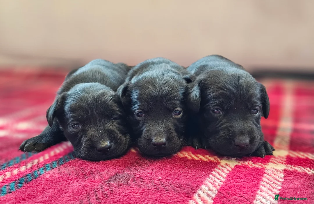 Labrador Retriever dogs for sale: 8 BEAUTIFUL KCREG LABRADORS. HEALTH TESTED PARENTS - Advert 10