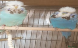 Budgerigars birds for sale: Semi tame female kakariki and 4 show budgies - Image 2