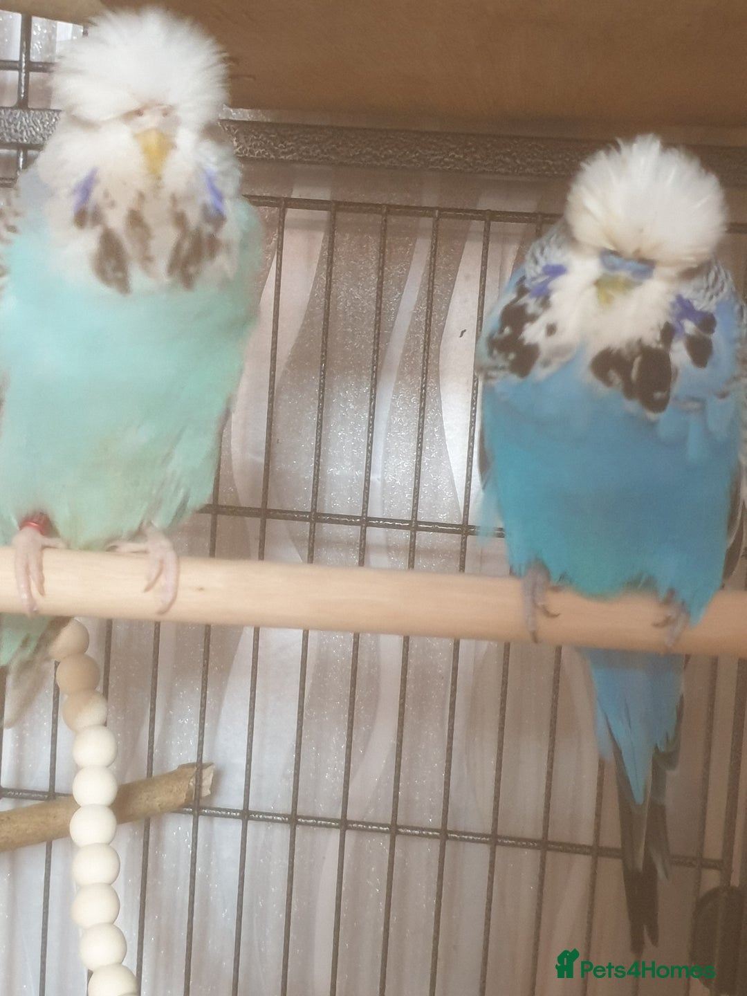 Budgerigars birds for sale: Semi tame female kakariki and 4 show budgies - Image 2