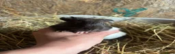 Guinea Pig rodents for sale: Friendly Young Guineapigs  - Advert 6