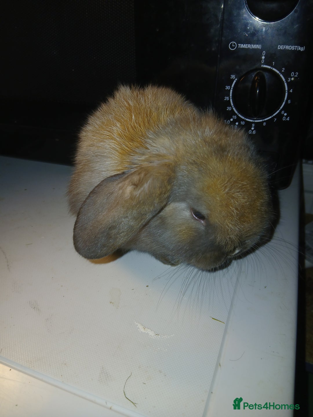 Mini Lop rabbits for sale: 2 mini lop babies ready first week of January  - Advert 4