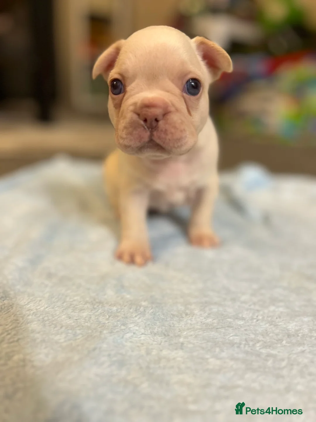 French Bulldog dogs for sale: French bulldog puppies fluffie carriers  - Advert 19
