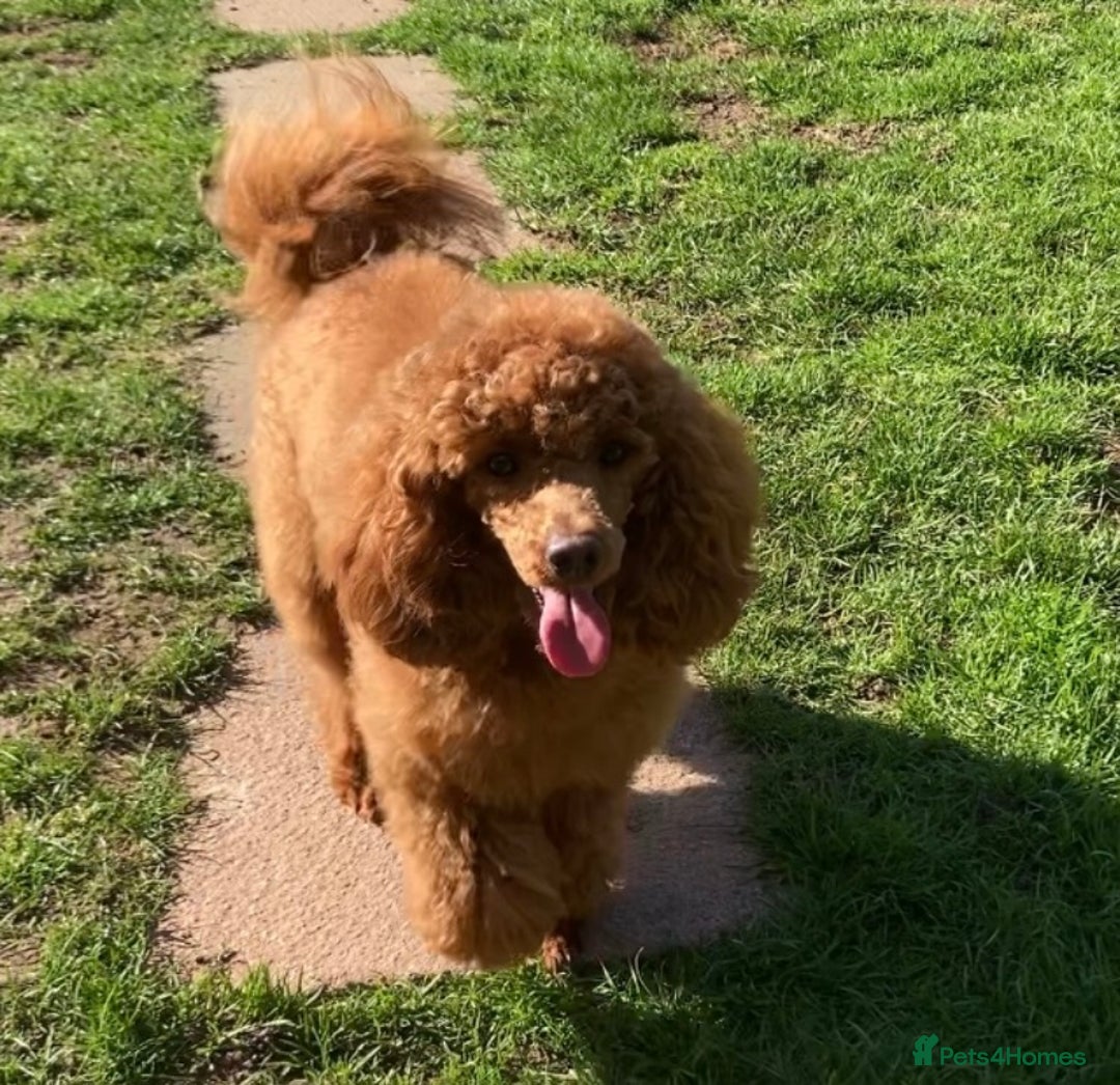 Toy Poodle dogs for sale: Meet Fig  - Image 5