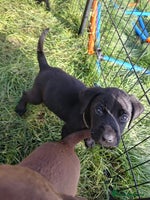 Labrador Retriever dogs - Advert 9