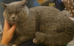 British Shorthair cats for sale: 4 beautiful kittens for sale - Image 4