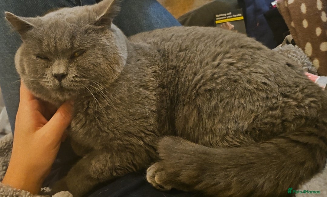 British Shorthair cats for sale: 4 beautiful kittens for sale - Image 4