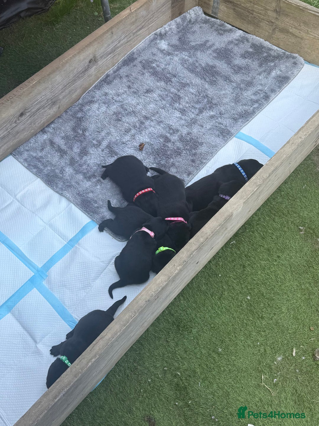 Labrador Retriever dogs for sale: Black labradors  - Image 4