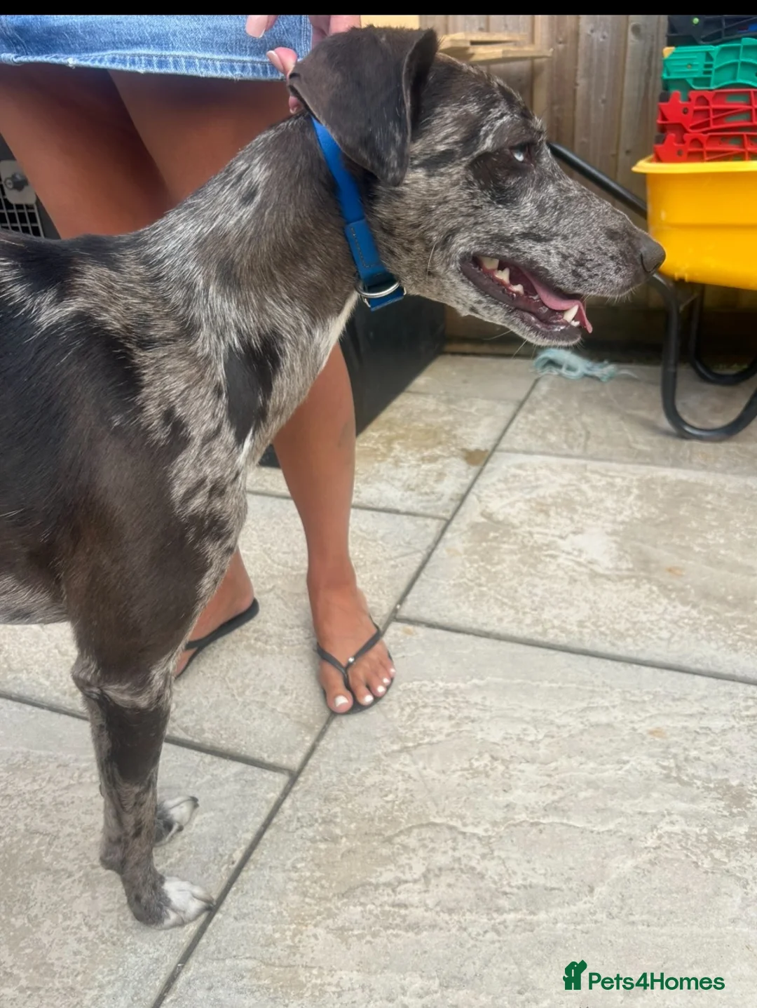 Mixed Breed dogs for sale: Whippet cross collie greyhound  - Advert 18