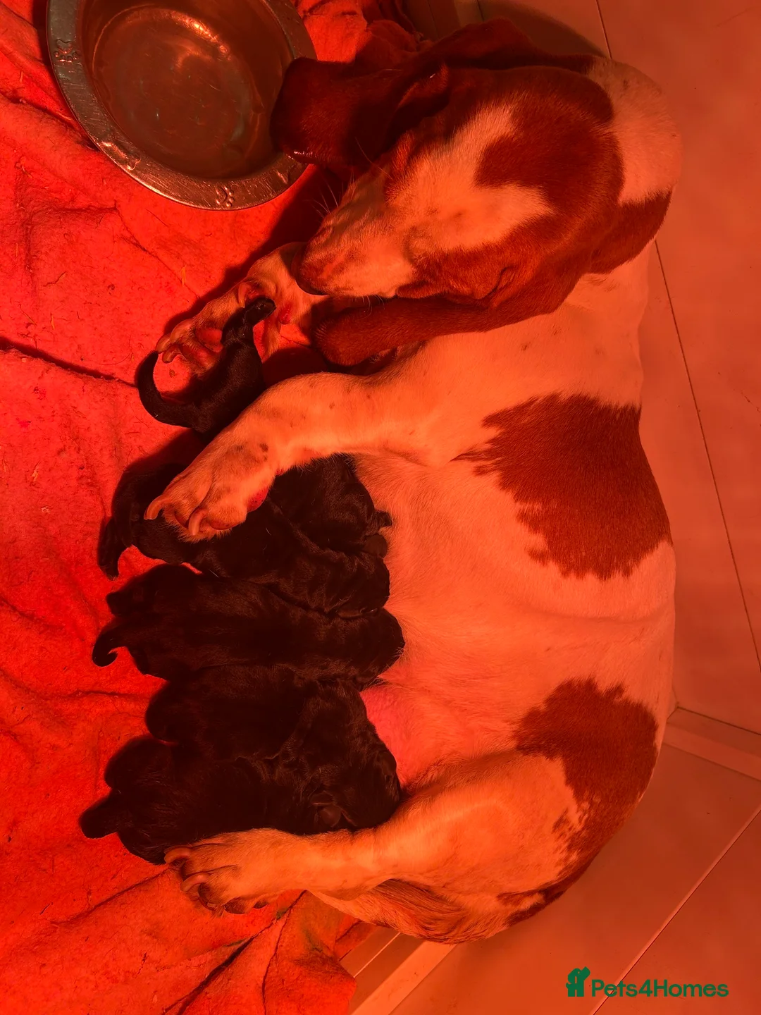 Mixed Breed dogs for sale: Basset x Labrador ( Bassador)  - Advert 3