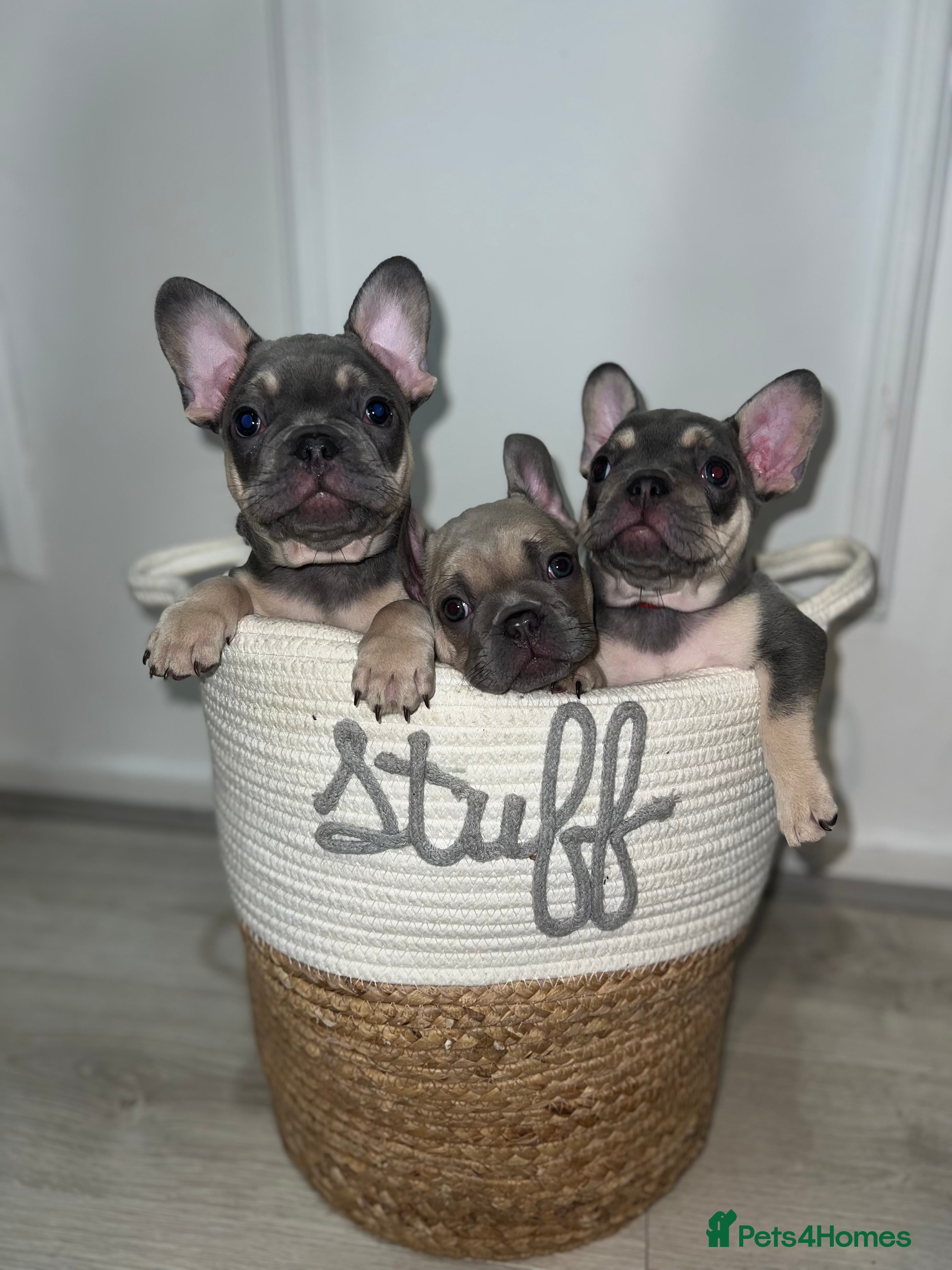 French Bulldog dogs 8 WEEKS OLD 🔥 Exceptional Quality Puppies 🔥 - Advert 18