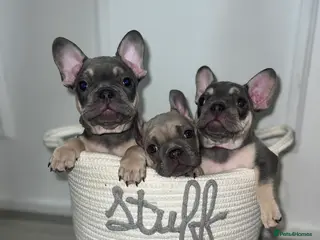 French Bulldog dogs 8 WEEKS OLD 🔥 Exceptional Quality Puppies 🔥 - Advert 18