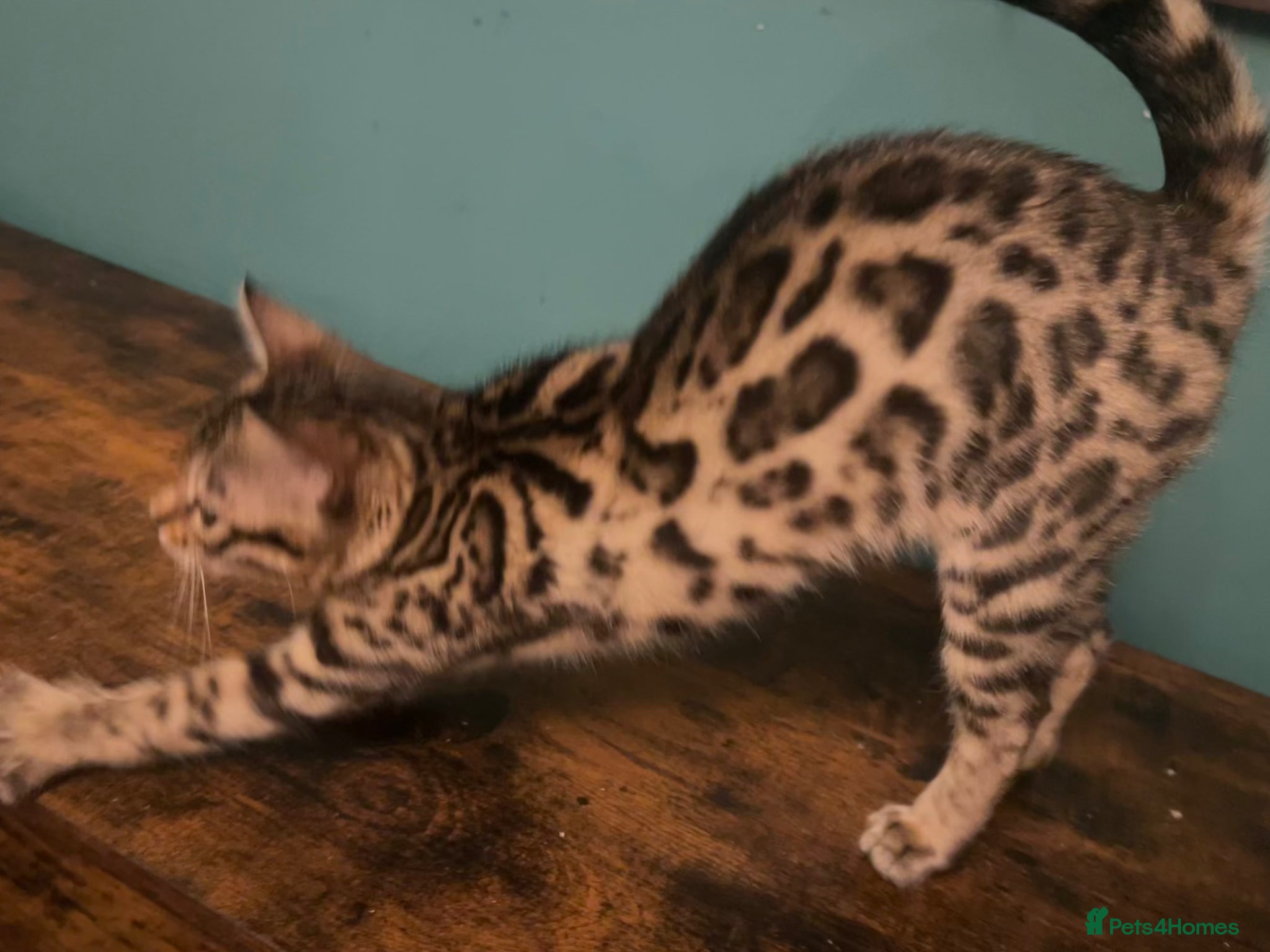 Bengal cats Supper friendly TICA registered kittens  - Advert 2