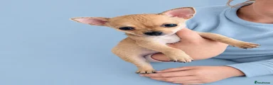 Chihuahua 1